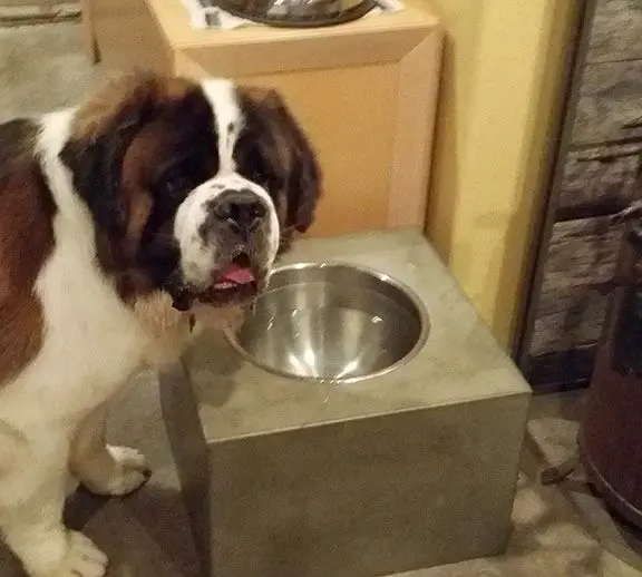 A dog standing next to a bowl on the floor.